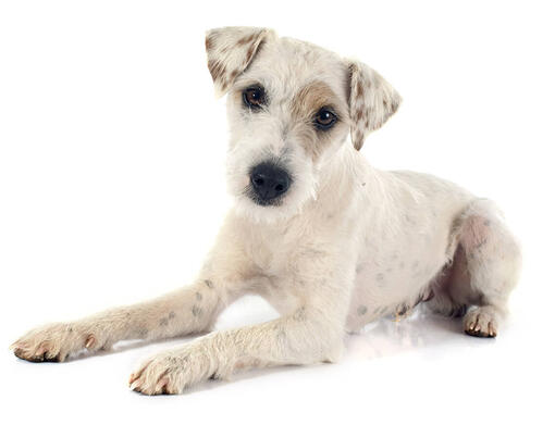 Jack russell hot sale terrier harga